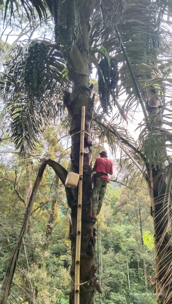 Proses awal pengumpulan air nira adalah dengan memukul tongkai tandan bunga (menggual) dari pangkal pohon ke arah tandan bunga.. Foto: KKN Posko 26 UIN Walisongo