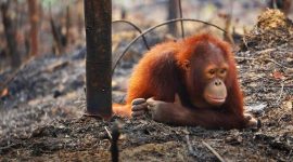 Orang utan, salah satu fauna di Indonesi yang terancam dalam skenario kepunahan keenam global (Foto oleh Paulina L. Ela. https://orangutan.com/why-are-orangutans-endangered/)