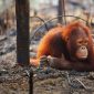 Orang utan, salah satu fauna di Indonesi yang terancam dalam skenario kepunahan keenam global (Foto oleh Paulina L. Ela. https://orangutan.com/why-are-orangutans-endangered/)