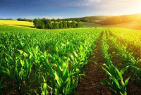 Hamparan lahan pertanian yang subur menjadi awal dari rantai nilai agroindustri  di sinilah proses menumbuhkan nilai dimulai, bukan sekadar hasil panen. Sumber: Deposit Photos