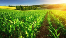 Hamparan lahan pertanian yang subur menjadi awal dari rantai nilai agroindustri  di sinilah proses menumbuhkan nilai dimulai, bukan sekadar hasil panen. Sumber: Deposit Photos