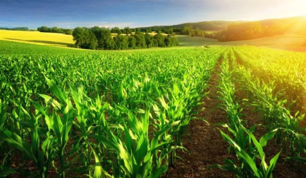 Hamparan lahan pertanian yang subur menjadi awal dari rantai nilai agroindustri di sinilah proses menumbuhkan nilai dimulai, bukan sekadar hasil panen. Sumber: Deposit Photos