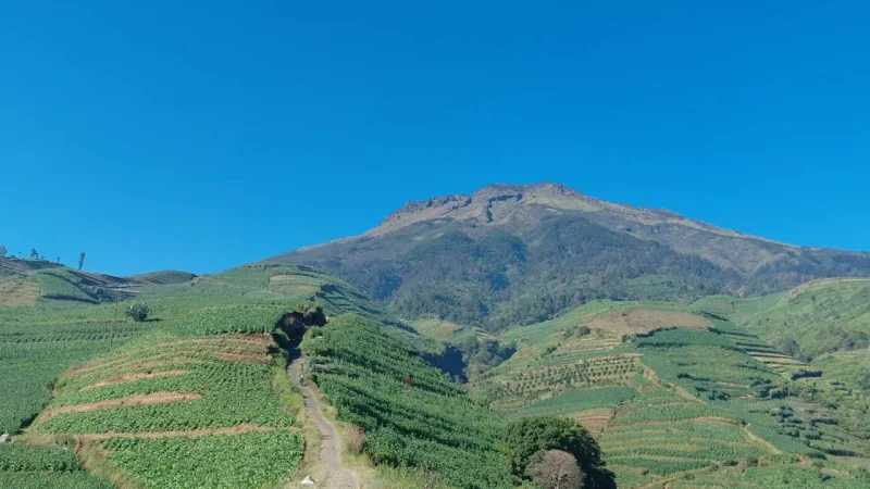 Pemandangan hijau perkebunan tembakau di Desa Glapansari dengan latar megah Gunung Sumbing menjadi daya tarik utama gardu pandang “Satu Titik Seribu Pandang” hasil karya KKN UNS Kelompok 328. Foto: KKN UNS Kelompok 328