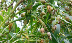 Hanjeli: Superfood Lokal yang Bisa Jadi Pengganti Nasi