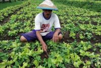 Seorang petani sedang merawat tanaman sayur di lahan pertaniannya. Melalui pengembangan agroindustri, hasil panen seperti ini dapat diolah menjadi produk bernilai tinggi yang mampu meningkatkan kesejahteraan petani dan ekonomi desa.

Sumber foto: id.pinterest.com