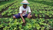 Seorang petani sedang merawat tanaman sayur di lahan pertaniannya. Melalui pengembangan agroindustri, hasil panen seperti ini dapat diolah menjadi produk bernilai tinggi yang mampu meningkatkan kesejahteraan petani dan ekonomi desa.

Sumber foto: id.pinterest.com