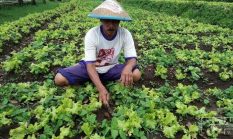 Peran Agroindustri dalam Meningkatkan Nilai Tambah Produk Pertanian di Indonesia