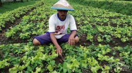 Seorang petani sedang merawat tanaman sayur di lahan pertaniannya. Melalui pengembangan agroindustri, hasil panen seperti ini dapat diolah menjadi produk bernilai tinggi yang mampu meningkatkan kesejahteraan petani dan ekonomi desa.

Sumber foto: id.pinterest.com