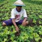 Seorang petani sedang merawat tanaman sayur di lahan pertaniannya. Melalui pengembangan agroindustri, hasil panen seperti ini dapat diolah menjadi produk bernilai tinggi yang mampu meningkatkan kesejahteraan petani dan ekonomi desa.

Sumber foto: id.pinterest.com
