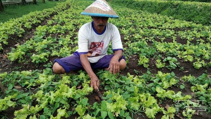 Seorang petani sedang merawat tanaman sayur di lahan pertaniannya. Melalui pengembangan agroindustri, hasil panen seperti ini dapat diolah menjadi produk bernilai tinggi yang mampu meningkatkan kesejahteraan petani dan ekonomi desa.

Sumber foto: id.pinterest.com