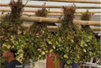 Mahasiswa KKN UNS melakukan pembuatan rumah pengeringan tanaman nilam yang kemudian digunakan untuk penjemuran tanaman nilam pada Senin (11/8/2025).  Foto: Tim KKN UNS Desa Segorogunung