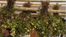 Mahasiswa KKN UNS melakukan pembuatan rumah pengeringan tanaman nilam yang kemudian digunakan untuk penjemuran tanaman nilam pada Senin (11/8/2025).  Foto: Tim KKN UNS Desa Segorogunung