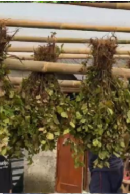 Mahasiswa UNS Sukses Ubah Segorogunung Jadi Sentra Minyak Nilam Baru