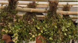 Mahasiswa KKN UNS melakukan pembuatan rumah pengeringan tanaman nilam yang kemudian digunakan untuk penjemuran tanaman nilam pada Senin (11/8/2025).  Foto: Tim KKN UNS Desa Segorogunung