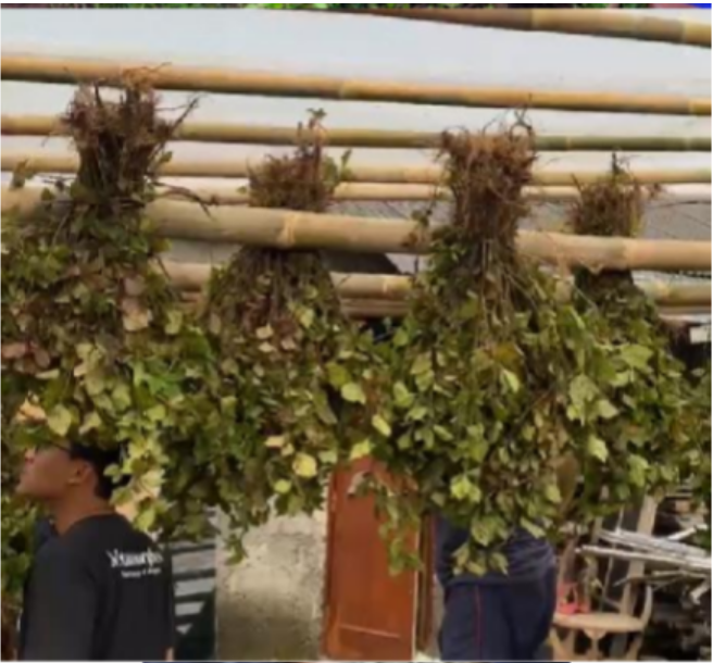 Mahasiswa KKN UNS melakukan pembuatan rumah pengeringan tanaman nilam yang kemudian digunakan untuk penjemuran tanaman nilam pada Senin (11/8/2025).  Foto: Tim KKN UNS Desa Segorogunung