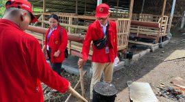 Proses pembuatan briket dengan memanfaatkan kotoran sapi. Foto: Pribadi