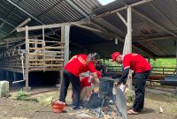 Proses pembuatan briket dengan memanfaatkan kotoran sapi. Foto: Pribadi
