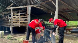 Proses pembuatan briket dengan memanfaatkan kotoran sapi. Foto: Pribadi