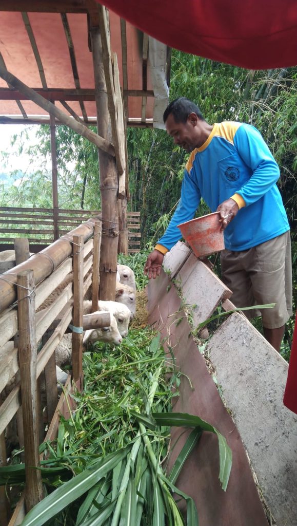 Mitra peternak domba di Desa Bendunganjati, Kecamatan Pacet, Kabupaten Mojokerto saat memberikan pakan ternak fermentasi. Foto: Pribadi
