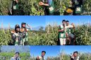 Kelompok 42 KKN-PPM XLIX UMBY memanen tomat secara langsung di kebun Dusun Sekendi, Desa Pogalan, Kabupaten Magelang. Kegiatan tersebut menjadi bagian dari upaya mahasiswa memahami potensi hasil pertanian sekaligus menggali peluang pengolahan tomat agar memiliki nilai tambah bagi warga. (Doc. Pribadi)
