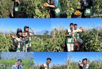 Kelompok 42 KKN-PPM XLIX UMBY memanen tomat secara langsung di kebun Dusun Sekendi, Desa Pogalan, Kabupaten Magelang. Kegiatan tersebut menjadi bagian dari upaya mahasiswa memahami potensi hasil pertanian sekaligus menggali peluang pengolahan tomat agar memiliki nilai tambah bagi warga. (Doc. Pribadi)
