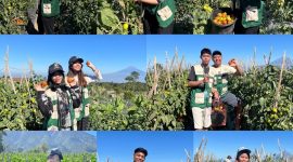 Kelompok 42 KKN-PPM XLIX UMBY memanen tomat secara langsung di kebun Dusun Sekendi, Desa Pogalan, Kabupaten Magelang. Kegiatan tersebut menjadi bagian dari upaya mahasiswa memahami potensi hasil pertanian sekaligus menggali peluang pengolahan tomat agar memiliki nilai tambah bagi warga. (Doc. Pribadi)
