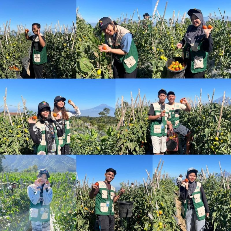 Kelompok 42 KKN-PPM XLIX UMBY memanen tomat secara langsung di kebun Dusun Sekendi, Desa Pogalan, Kabupaten Magelang. Kegiatan tersebut menjadi bagian dari upaya mahasiswa memahami potensi hasil pertanian sekaligus menggali peluang pengolahan tomat agar memiliki nilai tambah bagi warga. (Doc. Pribadi)
